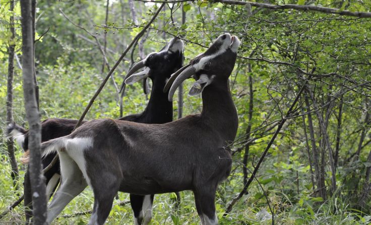 Ziegen knabbern gern direkt vom Busch. Foto: Gudrun Schwarz