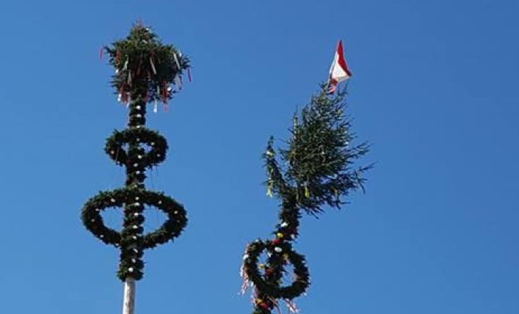 Der gestohlene Maibaum steht in Kürnberg Foto: Martin Weißensteiner
