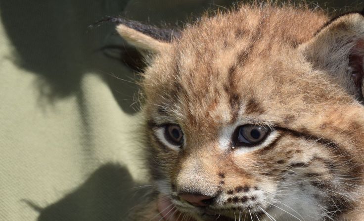 Eines der drei Luchsmädchen im Tierpark Haag Foto: Herbert Stoschek