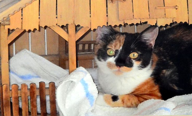„Lotti“ hat die Weihnachtskrippe als Schlafplatz gewählt