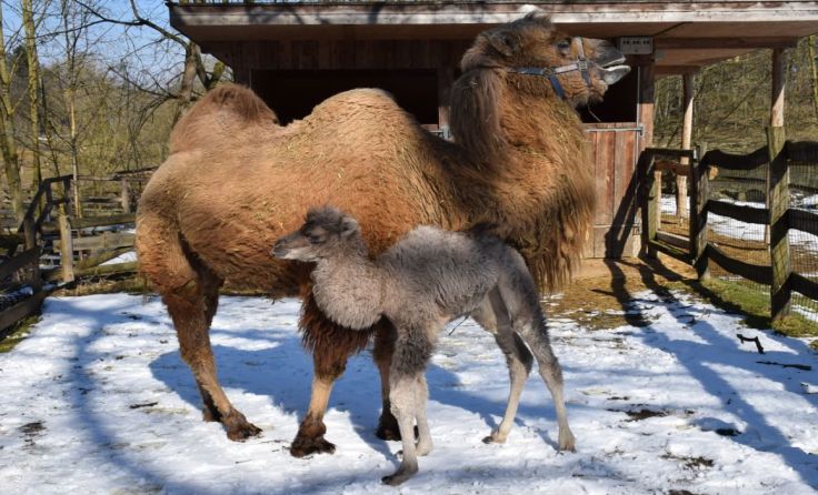 Trampeltiermutter „Agatha“ und ihr Baby im Tierpark Haag Foto: Herbert Stoschek