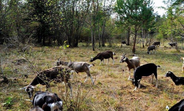 Ziegen in der Forstheide Foto: Landschaftspflegeverein Mostviertel