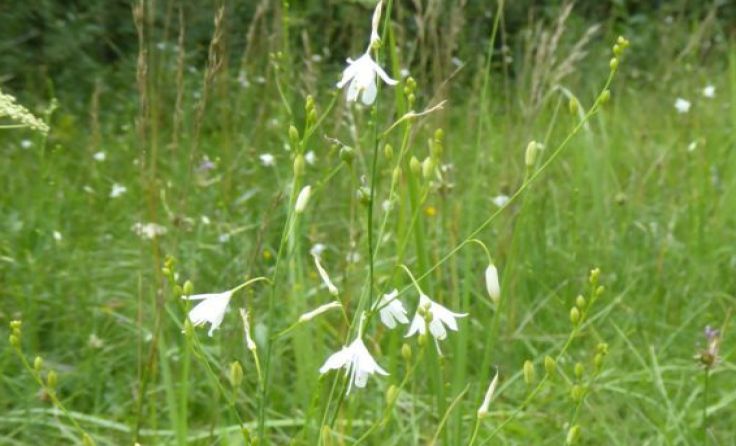 die Ästige Graslilie (Anthericum ramosum) Foto: Heidemarie Moser-Sturm