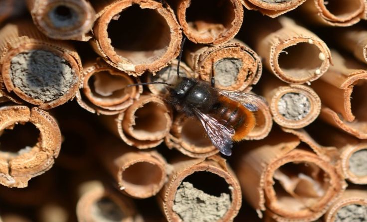 Eine Mauerbiene beim Nützlingshotel Foto: Kropf