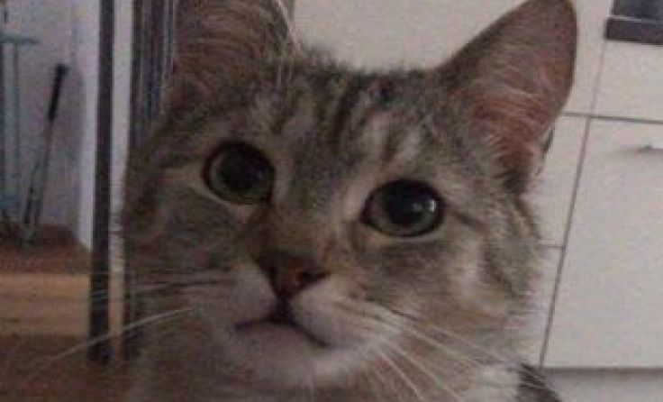 Der Kater Mucki wird vermisst. Foto: privat