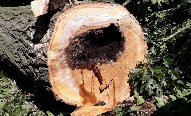 Gemorschte Bäume sind für Passanten gefährlich. Foto: Stadtgemeinde Amstetten