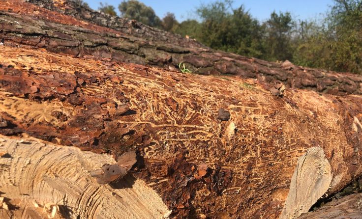 Ein von Borkenkäfern gezeichneter Stamm Foto: Stadtgemeinde Amstetten