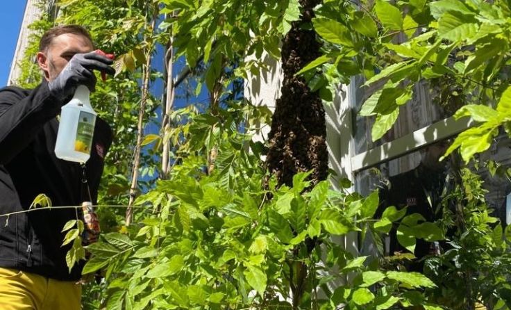 Wolfgang Herbst besprühte den Bienenschwarm mit Wasser. Foto: City Center Amstetten