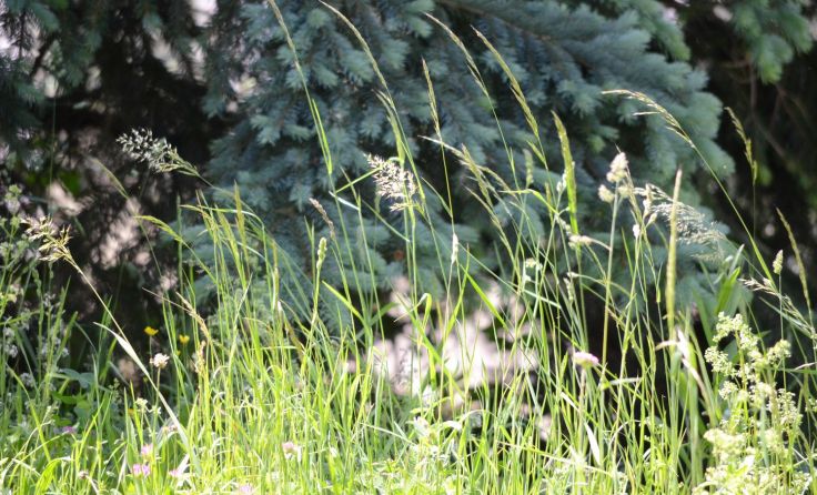 Naturnahe Wiese Foto: mott