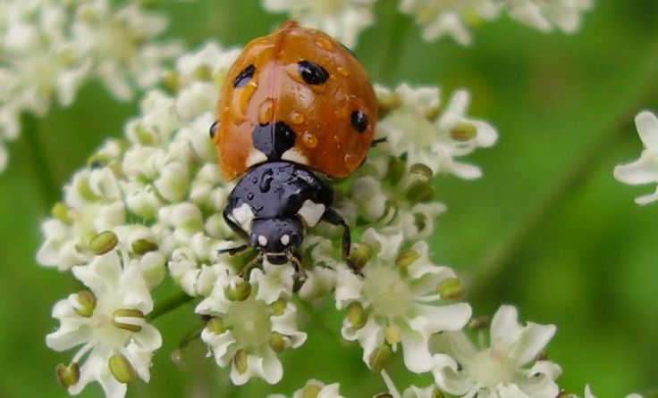 Marienkäfer, ein Helfer im Garten Foto: Bernhard Haidler/Natur im Garten