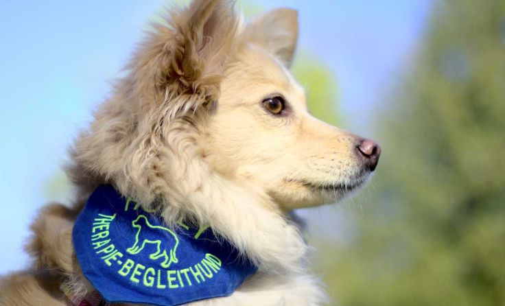 Die Therapiebegleithündin Holly ist im PBZ Mauer im Einsatz. Foto: Martina Schuller