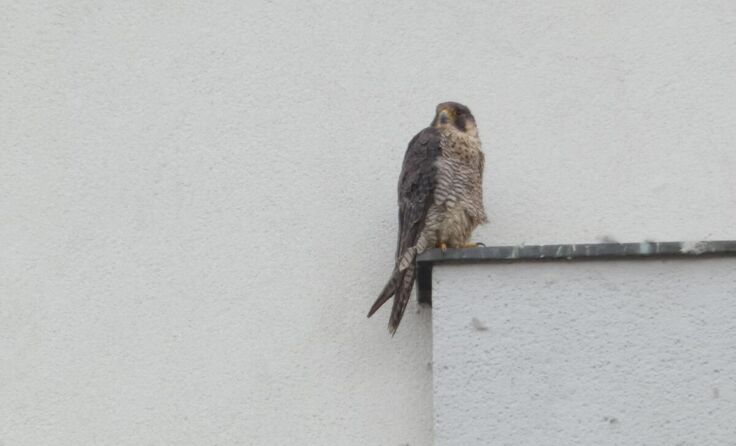  (Foto: privat)