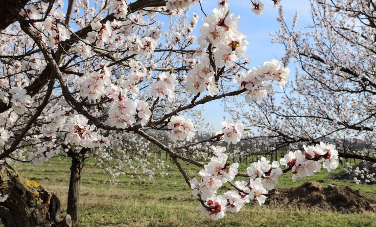 Marillenblüten (Foto: C. Stadler/Bwag)