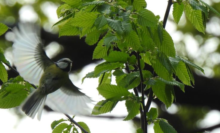 Blaumeise (Foto: Team Raaderwald)