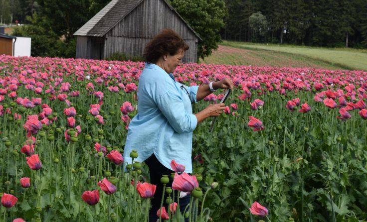 Brigitte Steiner schätzt die Mohnblüte als Fotomotiv (Foto: Josef Dolzer)