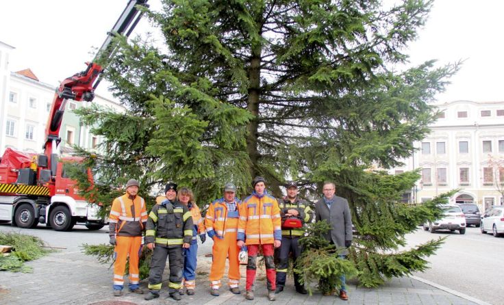 Der Christbaum für den Hauptplatz (Foto: Stadtamt Enns)