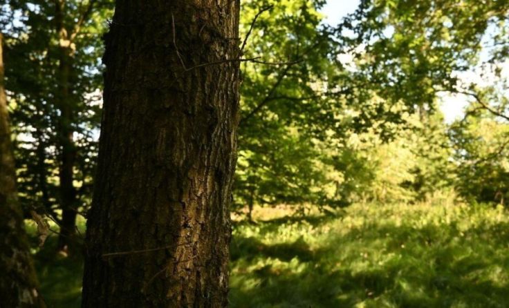 Wander- und Hörerlebnis (Foto: Lili Androsch)