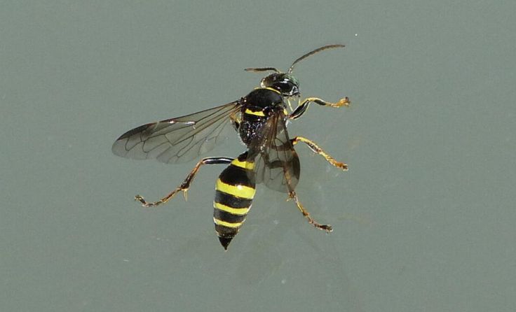 Grabwespe der Gattung Gorytes (Foto: mott)