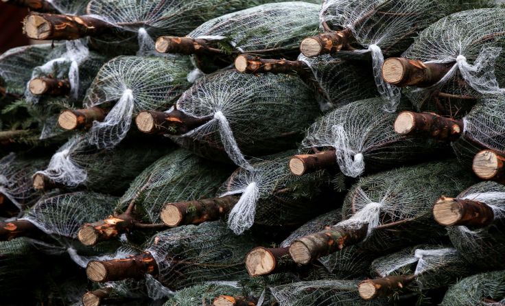 Der ARBÖ empfiehlt den Christbaum im Netz nach Hause zu transportieren. Foto: Weihbold