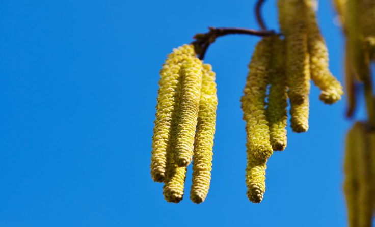 Der Pollenwarndienst vermeldet: Die Haselblüte hat begonnen.