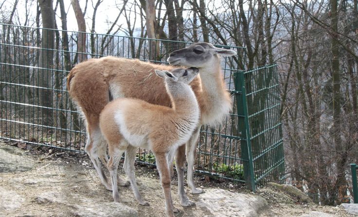 Bereits am 21. Dezember bekamen die Guanakos im Zoo Linz ein Junges. Foto: Zoo Linz