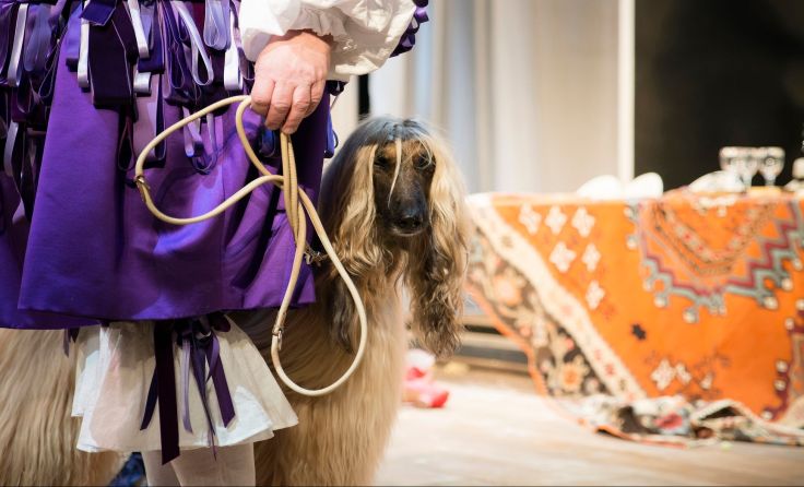 Statistenhündin Lady Nightshade’s Djakao in Tartuffe  Foto: Thomas Jauk