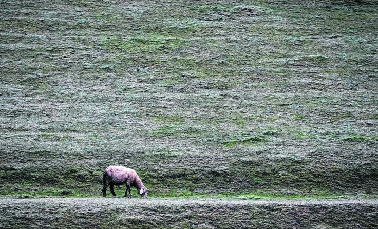 In Ternberg sind mehrere Schafe zu Schaden gekommen, zum Teil tödlich. Symbolfoto: Weihbold 