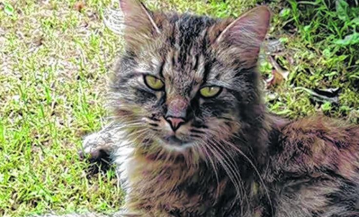 In Behamberg verschwunden: Gizmo
