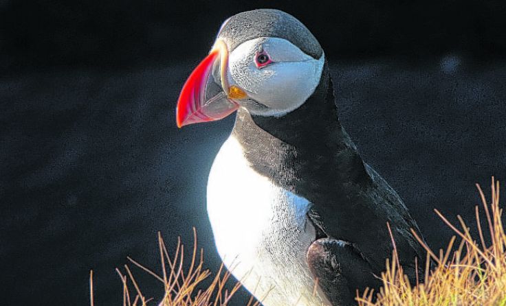 Papageientaucher auf der "Vulkaninsel" Island Foto: Herbe