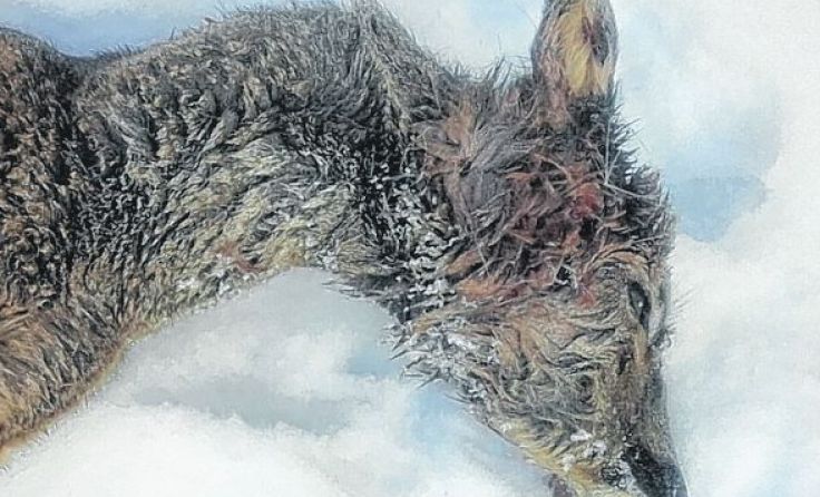 Verendete Geiß im Neustiftgraben