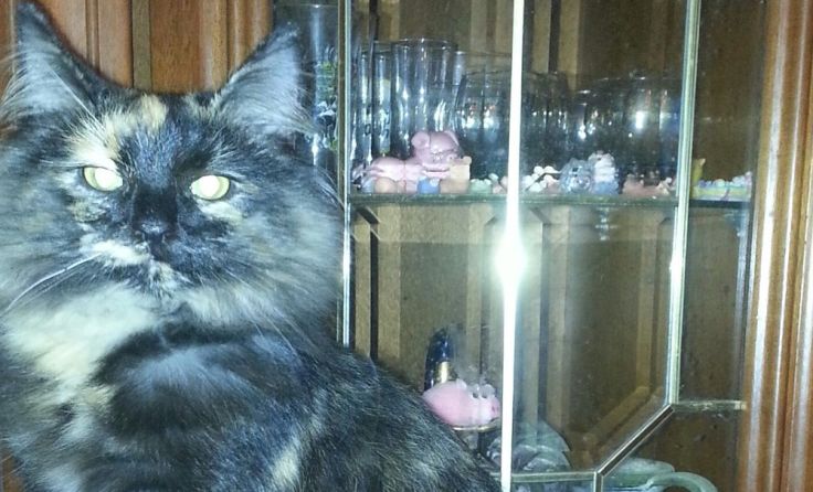 Katze Enya wird verzweifelt gesucht.