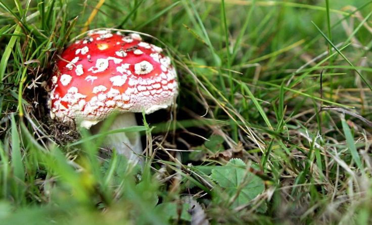 Symbolfoto: Weihbold