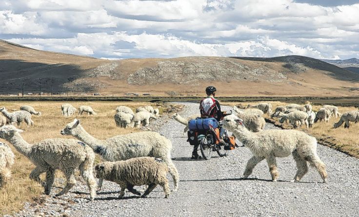 Begegnung mit Alpakas in Perus Wüstenlandschaft Foto: Burgholzer/Hübl