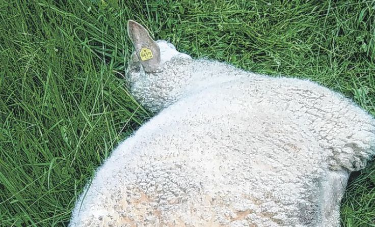 Hinter Schafkadavern wird Wolf vermutet.