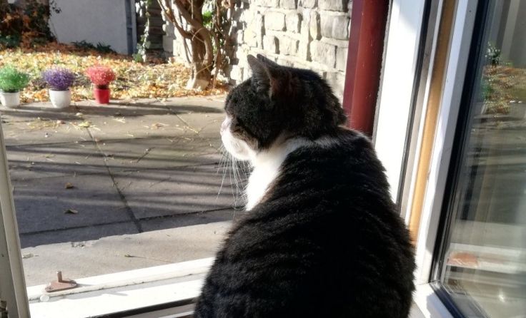 Kinder schreiben im Haushofer-Gedenkjahr u. a. „Katzengeschichten“. Foto: Frech
