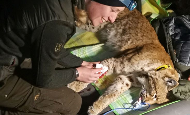 Tierärztliche Untersuchung samt Besenderung von Luchs Lakota Foto: Fuxjäger