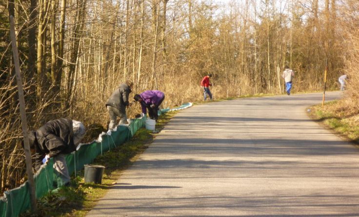 Aufstellen des Schutzzaunes in der Herrenweide (Garsten) (Foto: G. Feigl)
