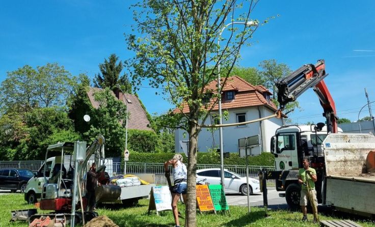 Die zehn Meter hohe Linde an der Grenze zu St. Ulrich (Foto: Magistrat Steyr | Presse)