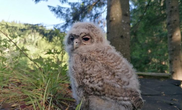 Waldkauz-Jungvogel in Reichraming (Foto: privat)
