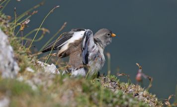 Vortrag über Vogelwelt der Kalkalpen in Roßleithen