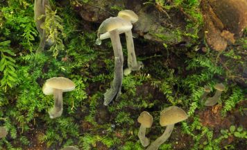 Vortrag über die faszinierende Welt der Pilze in Roßleithen