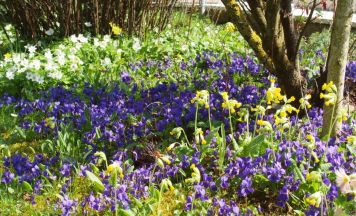 Workshop in Ternberg erklärt, wie eigener Garten zur Bienen-Oase wird