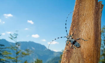 Vortrag in Molln über Rückkehr seltener Arten