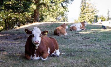 Trockenheit setzt Almen auch in der Region Steyr zu