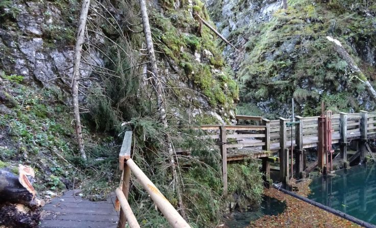 Eine Fichte stürzte auf den Wanderweg im Mendlingtal. Foto: LPD NÖ