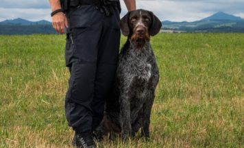 Polizeihund spürte Vermissten auf
