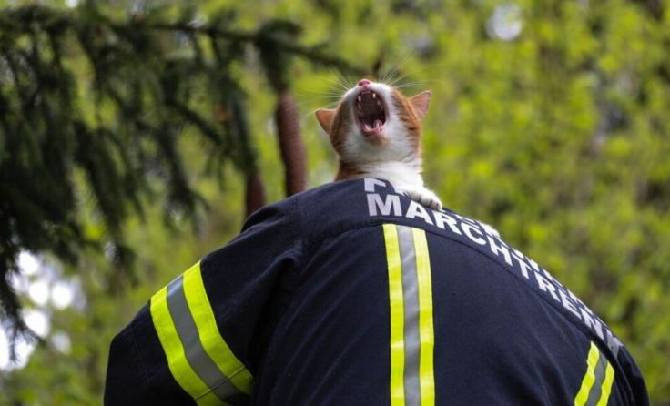 Die Katze bei ihrer Rettung (Foto: Laumat.at/Christian Schürrer)