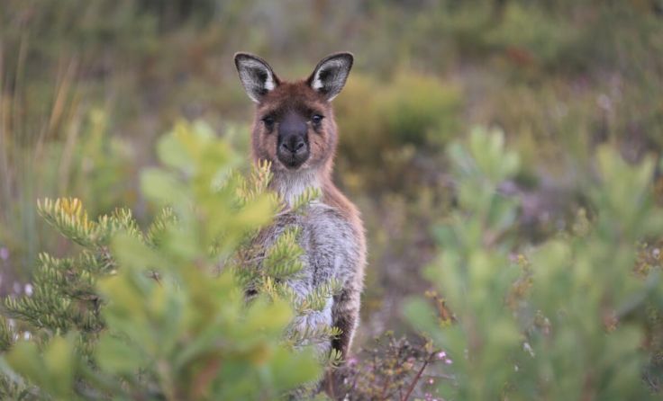 Neben reizvollen Landschaftsaufnahmen zeigt Uwe Herbe auch Australiens Tierwelt. (Foto: Herbe)