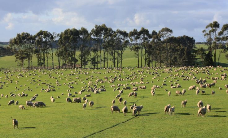 Neben reizvollen Landschaftsaufnahmen zeigt Uwe Herbe auch Australiens Tierwelt. (Foto: Uwe Herbe)