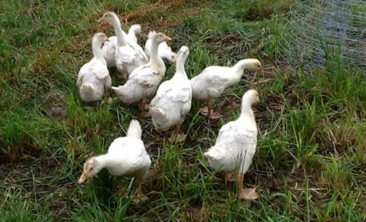 Hier war die Welt der Gänse noch in Ordnung.